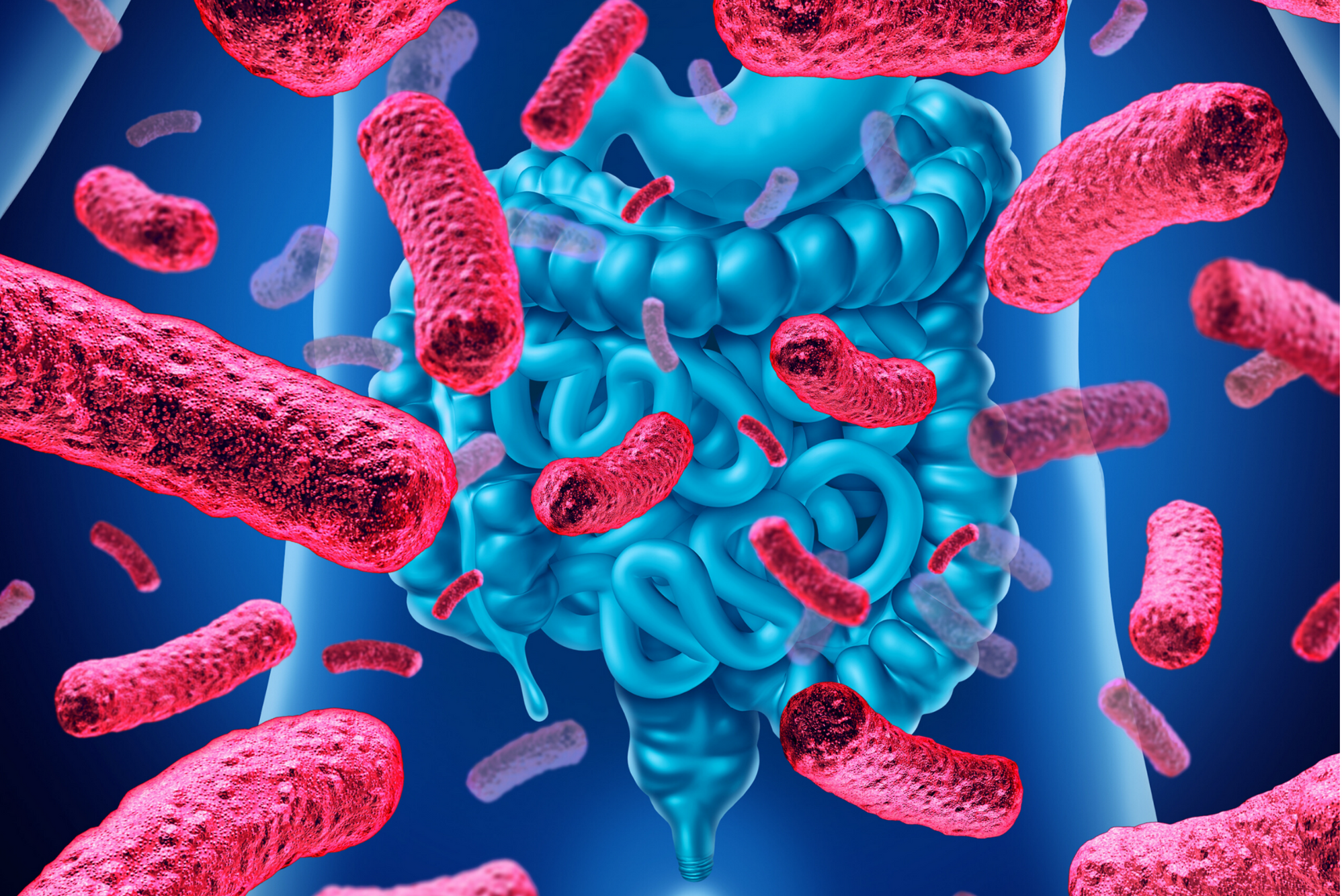 Conexión del Sistema Inmune con la Microbiota Intestinal