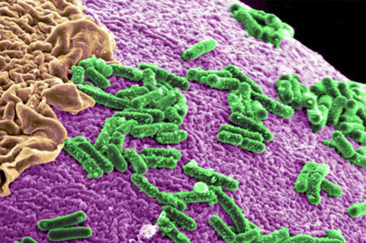Microbiota y probióticos
